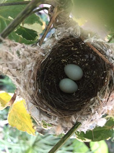 綠繡眼在家築巢|野鳥庭前築巢 預示居家風水好兆頭 